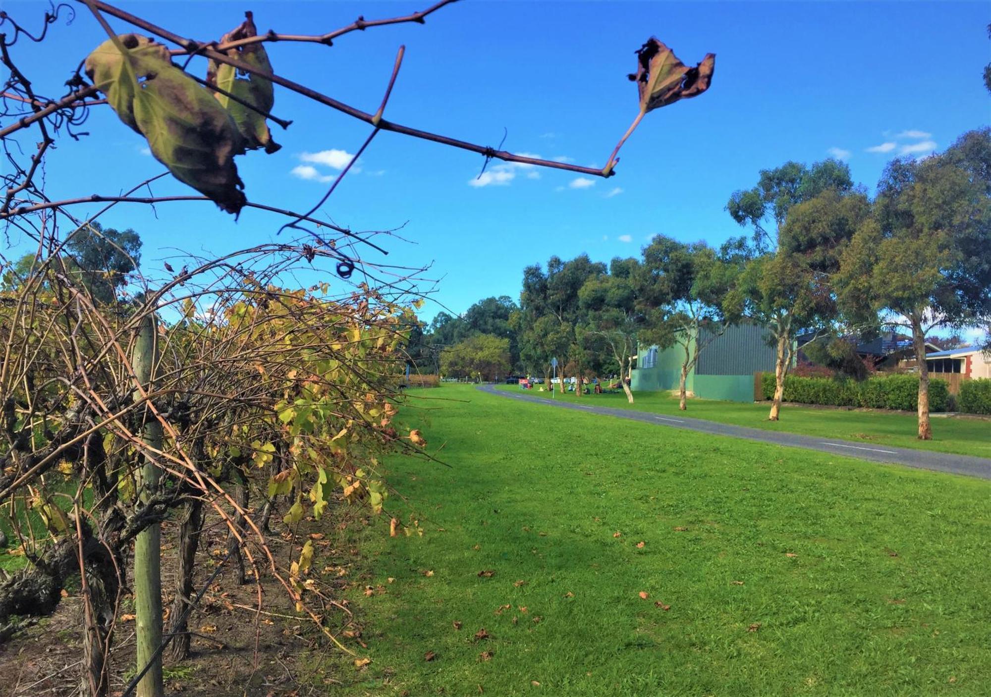 Mclaren Vale Studio Apartments Exterior foto